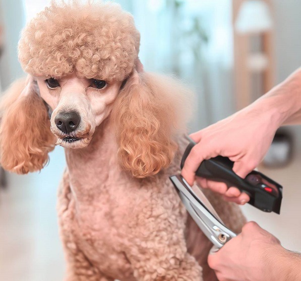 Do Poodles Need Special Clippers