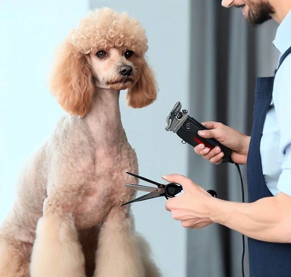 Can You Use Human Clippers on Poodles