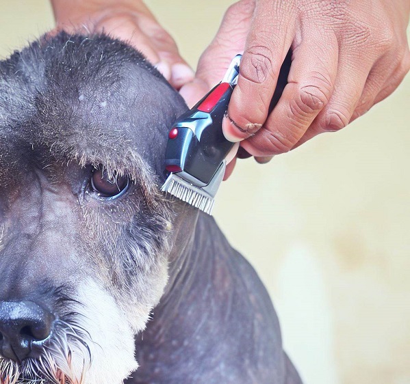 Can You Use Wahl Human Clippers on Dogs